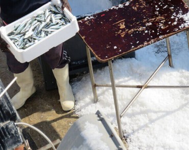 F/V Harfn Svenbjarnarson